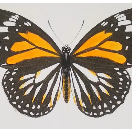 Black & Yellow Swallowtail Exotic Butterflies (Papilio cresphontes, Papilio helenus) – Hand-Color Engraving by Pauquet (1835)