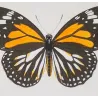 Black & Yellow Swallowtail Exotic Butterflies (Papilio cresphontes, Papilio helenus) – Hand-Color Engraving by Pauquet (1835)