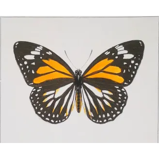 Black & Yellow Swallowtail Exotic Butterflies (Papilio cresphontes, Papilio helenus) – Hand-Color Engraving by Pauquet (1835)