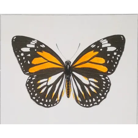 Black & Yellow Swallowtail Exotic Butterflies (Papilio cresphontes, Papilio helenus) – Hand-Color Engraving by Pauquet (1835)