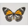 Black & Yellow Swallowtail Exotic Butterflies (Papilio cresphontes, Papilio helenus) – Hand-Color Engraving by Pauquet (1835)