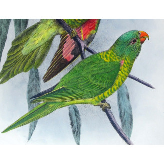 Gold-breasted Lorikeet by H. Grønvold – Hand-colored