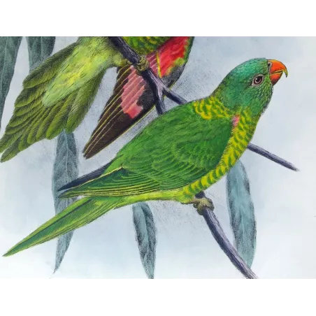Gold-breasted Lorikeet by H. Grønvold – Hand-colored