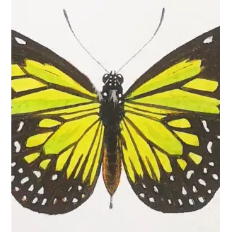 Mormon Swallowtail Butterfly – Antique Engraving (1835)