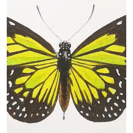 Mormon Swallowtail Butterfly – Antique Engraving (1835)