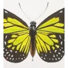 Orange & Green Milkweed Butterflies (Danaus chrysippus group) – Hand-Colored Engraving by Pauquet, Exotic Butterflies (1835)