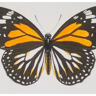 Mormon Swallowtail Butterfly – Antique Engraving (1835)