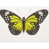 Orange & Green Milkweed Butterflies (Danaus chrysippus group) – Hand-Colored Engraving by Pauquet, Exotic Butterflies (1835)