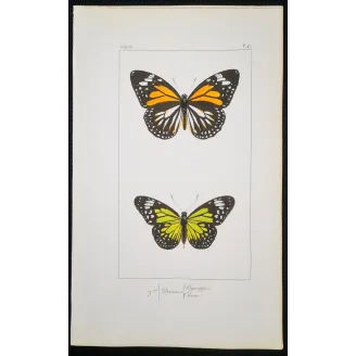 Mormon Swallowtail Butterfly – Antique Engraving (1835)
