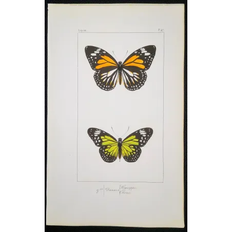Mormon Swallowtail Butterfly – Antique Engraving (1835)