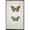 Orange & Green Milkweed Butterflies (Danaus chrysippus group) – Hand-Colored Engraving by Pauquet, Exotic Butterflies (1835)