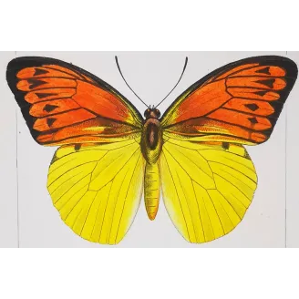 Orange & Yellow Butterflies – Antique Engraving (1835)