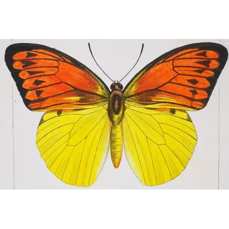 Orange & Yellow Butterflies – Antique Engraving (1835)