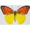 Orange & Yellow Tropical Exotic Butterflies (Leucophasia nina, Aurocaria flava group) – Hand-Colored Engraving by Pauquet (1835)