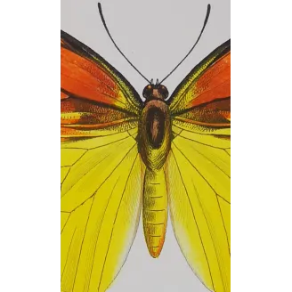 Orange & Yellow Butterflies – Antique Engraving (1835)