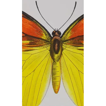 Orange & Yellow Butterflies – Antique Engraving (1835)