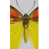 Orange & Yellow Tropical Exotic Butterflies (Leucophasia nina, Aurocaria flava group) – Hand-Colored Engraving by Pauquet (1835)