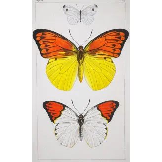 Orange & Yellow Butterflies – Antique Engraving (1835)