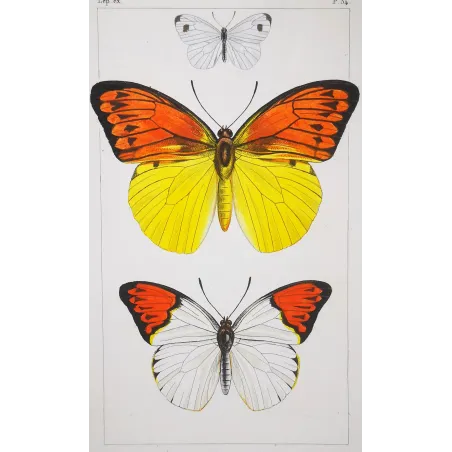 Orange & Yellow Butterflies – Antique Engraving (1835)