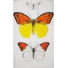 Orange & Yellow Tropical Exotic Butterflies (Leucophasia nina, Aurocaria flava group) – Hand-Colored Engraving by Pauquet (1835)