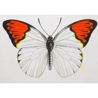 Orange & Yellow Butterflies – Antique Engraving (1835)