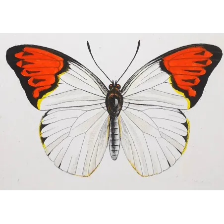 Orange & Yellow Butterflies – Antique Engraving (1835)