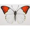 Orange & Yellow Tropical Exotic Butterflies (Leucophasia nina, Aurocaria flava group) – Hand-Colored Engraving by Pauquet (1835)