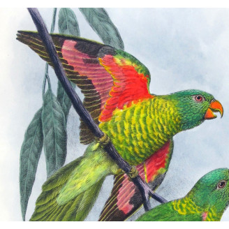 Gold-breasted Lorikeet by H. Grønvold – Hand-colored