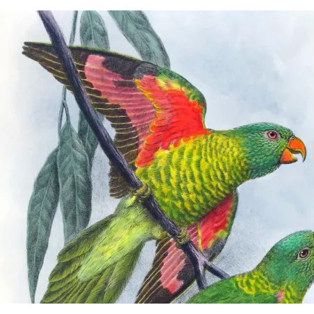 Gold-breasted Lorikeet by H. Grønvold – Hand-colored