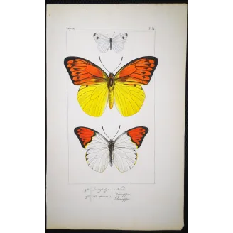 Orange & Yellow Butterflies – Antique Engraving (1835)