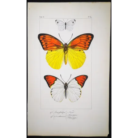 Orange & Yellow Butterflies – Antique Engraving (1835)