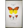 Orange & Yellow Tropical Exotic Butterflies (Leucophasia nina, Aurocaria flava group) – Hand-Colored Engraving by Pauquet (1835)