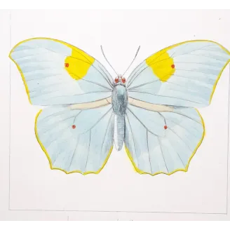 yellow-orange-butterflies-antique-engraving-1835