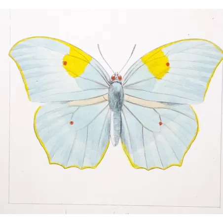 yellow-orange-butterflies-antique-engraving-1835