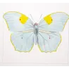Yellow & Pale Blue Exotic Butterflies (Callidryas leachiana, Callidryas clorinde) – Hand-Col Engraving Pauquet (1835)