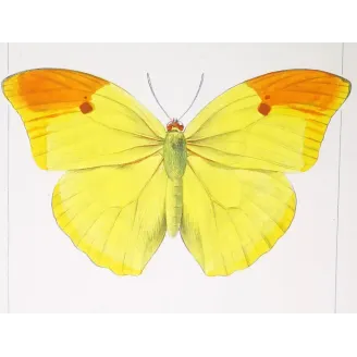 yellow-orange-butterflies-antique-engraving-1835