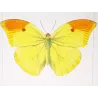 Yellow & Pale Blue Exotic Butterflies (Callidryas leachiana, Callidryas clorinde) – Hand-Col Engraving Pauquet (1835)