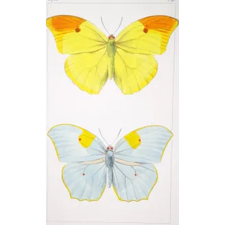 yellow-orange-butterflies-antique-engraving-1835