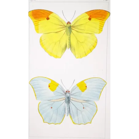 yellow-orange-butterflies-antique-engraving-1835