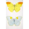 Yellow & Pale Blue Exotic Butterflies (Callidryas leachiana, Callidryas clorinde) – Hand-Col Engraving Pauquet (1835)
