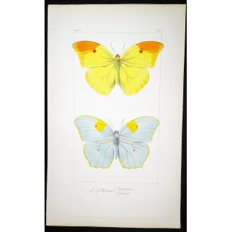 yellow-orange-butterflies-antique-engraving-1835