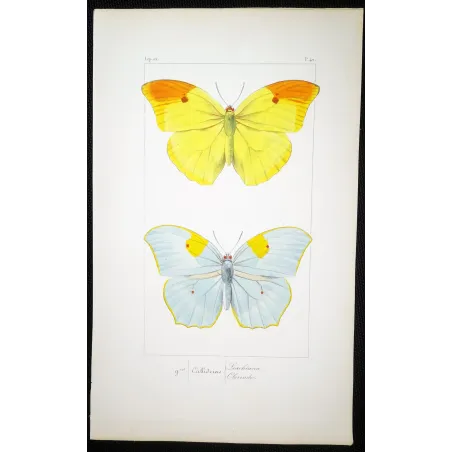yellow-orange-butterflies-antique-engraving-1835