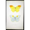 Yellow & Pale Blue Exotic Butterflies (Callidryas leachiana, Callidryas clorinde) – Hand-Col Engraving Pauquet (1835)