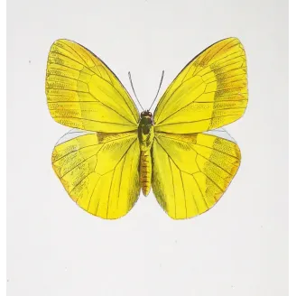 Yellow & Orange Butterflies – Antique Engraving by Pauquet (1835)