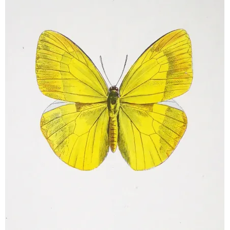 Yellow & Orange Butterflies – Antique Engraving by Pauquet (1835)