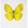 Yellow & Orange Sulphur Exotic Butterflies (Callidryas eubule, Callidryas philea) – Hand-Colored Engraving Pauquet (1835)
