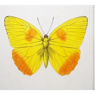 Yellow & Orange Butterflies – Antique Engraving by Pauquet (1835)