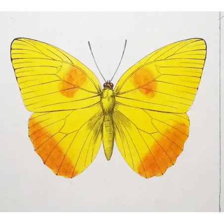 Yellow & Orange Butterflies – Antique Engraving by Pauquet (1835)