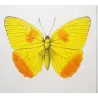 Yellow & Orange Sulphur Exotic Butterflies (Callidryas eubule, Callidryas philea) – Hand-Colored Engraving Pauquet (1835)
