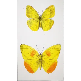 Yellow & Orange Butterflies – Antique Engraving by Pauquet (1835)